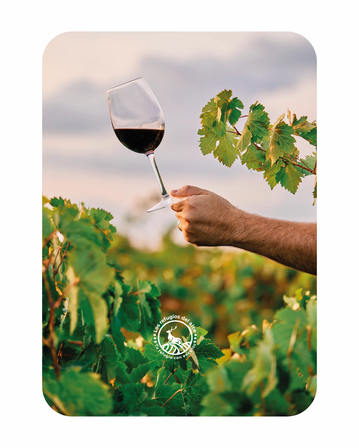 Glass of wine in a vineyard, one of the things to do near Chiclana for wine lovers