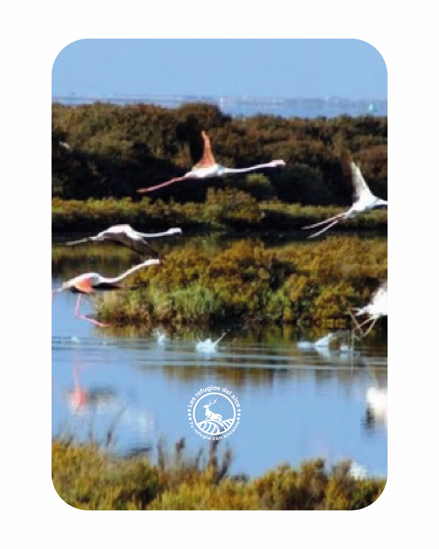 Flamingos flying over the marshland of the Natural Park, one of the things to do near Chiclana for nature lovers