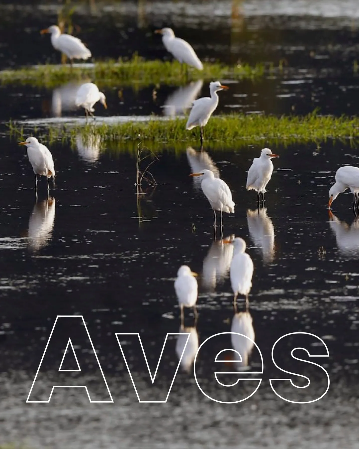 Garcillas bueyeras en un humedal con el rótulo Aves, anticipo de la migración de aves de otoño